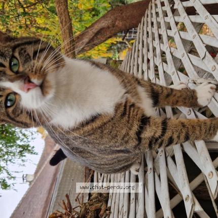 Photo 1/1 Cat reunited Lost in Livry gargan