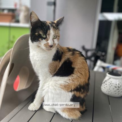 Photo 1/1 ruby Chat lost in Hesingue