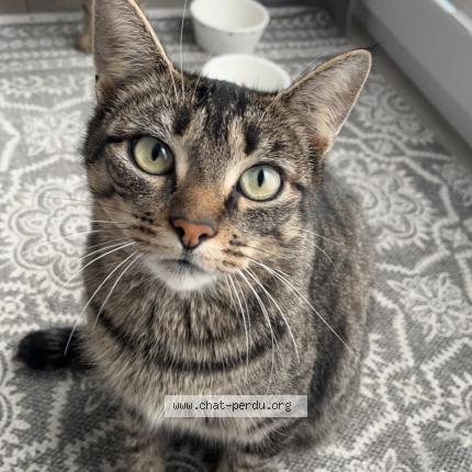 Photo 1/1 Miss Chat lost in Marche en famenne