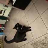 Picture of cat found at Hauteville Les Dijon