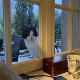 Picture of cat found at Amboise