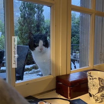 Photo 1/1 Found cat Found in Amboise