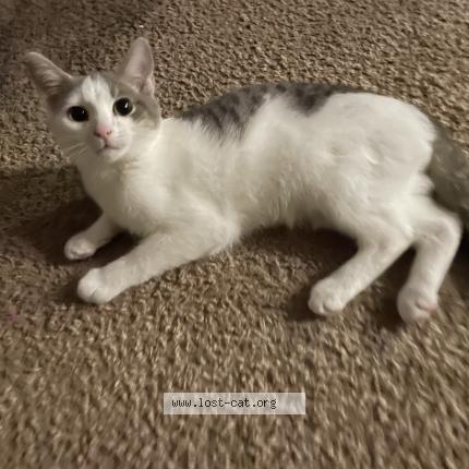 Photo 1/1 Reunited cat Lost in Raleigh