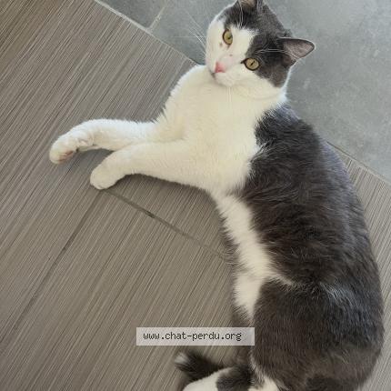 Photo 1/1 Lilo Chat lost in Vergeze