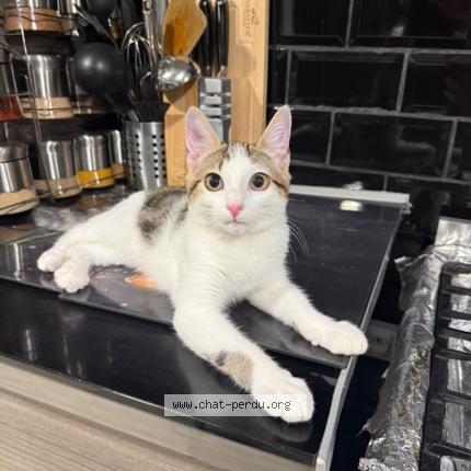 Photo 1/1 Locki Chat lost in Aulnay sous bois