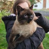 Picture of cat lost at Hauteville Sur Fier