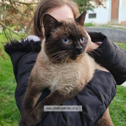 Photo 1/1 Cookie Chat lost in Hauteville sur fier