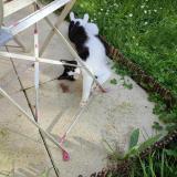 Picture of cat lost at Chateau Larcher