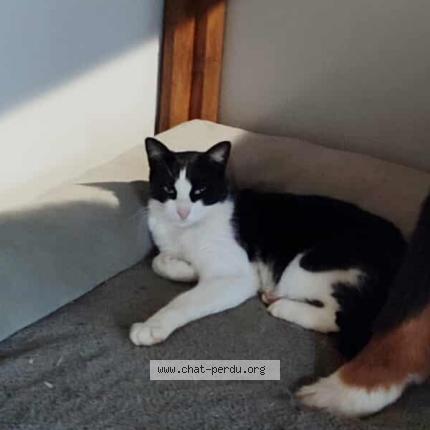 Photo 2/4 Uno Chat lost in Chateau larcher