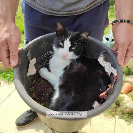 Photo 3/4 Uno Chat lost in Chateau larcher