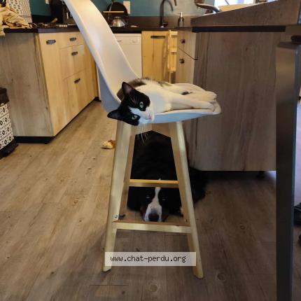 Photo 4/4 Uno Chat lost in Chateau larcher