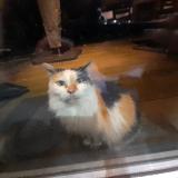 Picture of cat found at Warneton