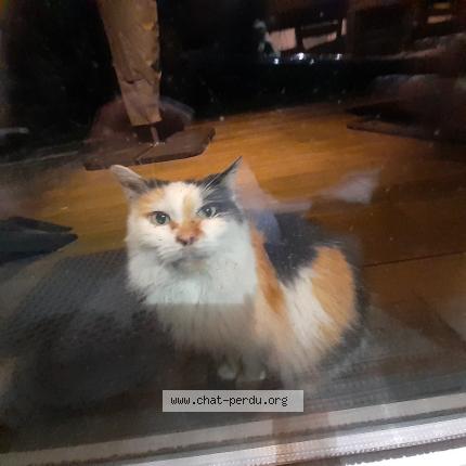 Photo 1/1 Found cat Found in Warneton