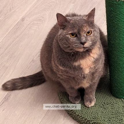 Photo 1/1 Mimichat Chat lost in Creteil