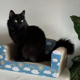 Picture of cat lost at Lincoln