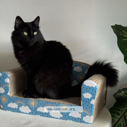 Photo 1/1 Wednesday Chat lost in Lincoln