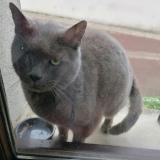 Picture of cat found at Issoudun
