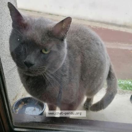 Photo 1/1 Found cat Found in Issoudun