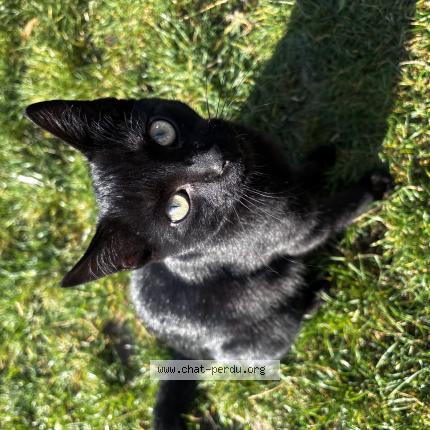 Foto 1/1 Kat teruggevonden Vermist in Halle