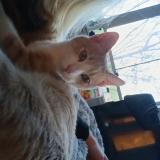 Picture of cat found at San Jose