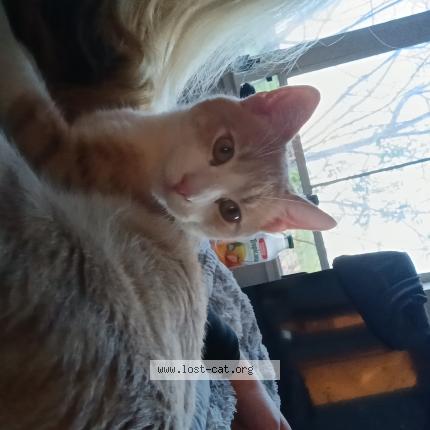 Photo 1/1 Found cat Found in San jose