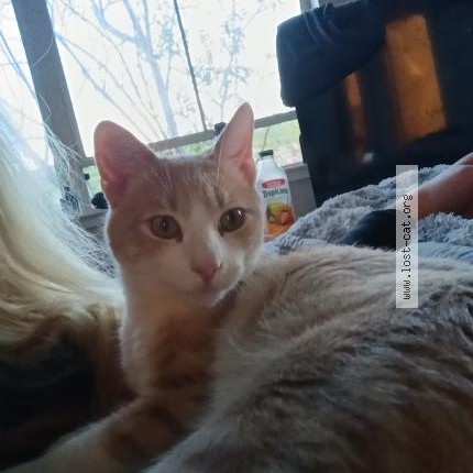 Photo 1/1 Found cat Found in San Jose