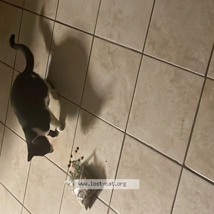 Photo 1/1 Found cat Found in Spartanburg