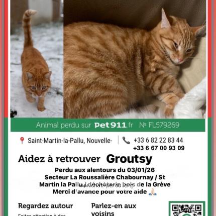 Photo 1/1 groutsy Chat lost in Chabournay