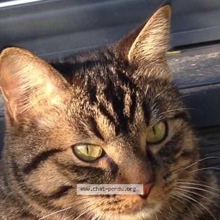 Photo 1/1 OCTAVE Chat lost in Bandol