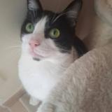 Picture of cat lost at Plobannalec Lesconil