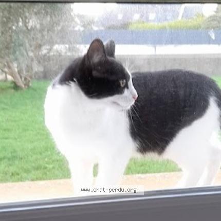 Photo 2/2 Willow Chat lost in Plobannalec lesconil