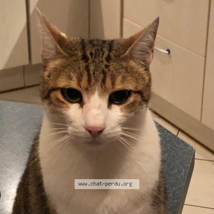 Photo 1/1 Bandit Chat lost in Beard geovreissiat