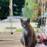 Picture of cat lost at La Trinite