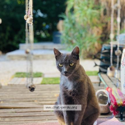 Photo 1/1 Maurice Chat lost in La trinite