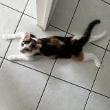 Picture of cat lost at Quimper