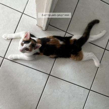 Photo 1/1 Mimi Chat lost in Quimper