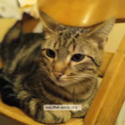 Photo 1/1 Willow Chat lost in Villers les pots