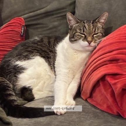 Photo 1/1 Tilly Cat lost in Auckland