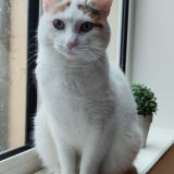 Picture of cat lost at Cremarest