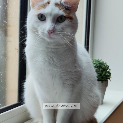 Photo 1/1 Esméralda Chat lost in Cremarest