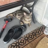 Picture of cat lost at Troy