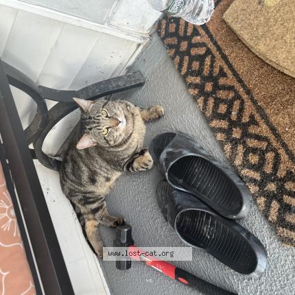 Photo 1/1 Milo Chat lost in Troy