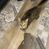 Picture of cat lost at Tours