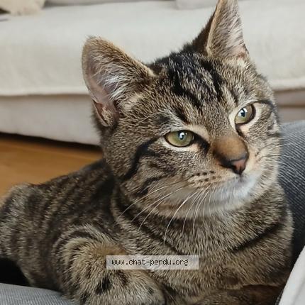 Foto van vermiste kat in Halle