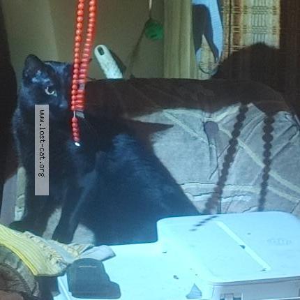 Photo 1/1 kush Chat lost in Maple ridge