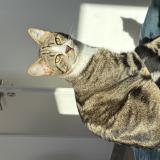 Picture of cat lost at Senas