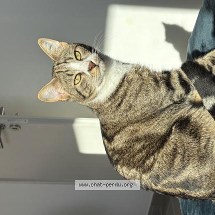 Photo 1/1 Eros Chat lost in Senas