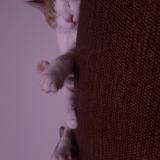 Picture of cat lost at Mobile