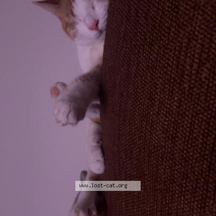 Photo 1/1 Simba Chat lost in Mobile