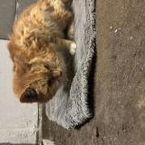 Picture of cat found at Onzain